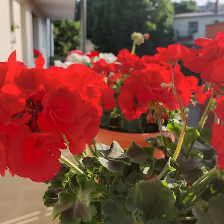 Zita Apartman Apartamento *